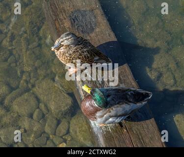 Le zone umide della baia di Cardiff sul lago d'acqua dolce della baia di Cardiff con uccelli selvatici che vi fanno le loro case. Foto Stock