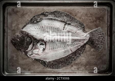 Un brillo, Scophthalmus rhombus, che è stato raccordato. Il telaio brill può essere utilizzato per la produzione di stock di pesce. Dorset Inghilterra Regno Unito GB Foto Stock