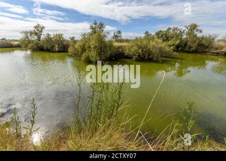 Lansdcape verde acqua in uno stagno in Francia sulla costa atlantica. Foto Stock