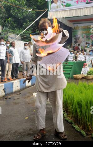 Kolkata, India. 25 Settembre 2020. Bengala Occidentale Kishan Majdoor Trinamool Congresso Comitato attivista bruciare modello di legge durante la protesta contro la nuova Farm Bill vicino alla statua di Gandhi. (Foto di Ved Prakash/Pacific Press/Sipa USA) Credit: Sipa USA/Alamy Live News Foto Stock