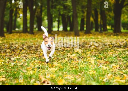 Cane amichevole e gioioso che corre al guinzaglio in autunno (autunno) parcheggia su un tappeto di foglie colorate e erba verde Giorno di ottobre Foto Stock