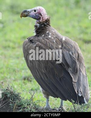 Una falda di fronte-avvoltoio o avvoltoio Nubiano (Torgos tracheliotos) sulla terra vicino i resti della carcassa di un animale. Parco Nazionale del Serengeti, Tanzania. Foto Stock