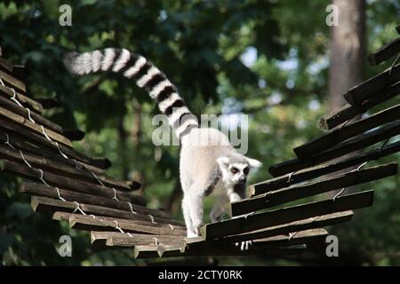 I lemuri stanno arrampicando nell'Apenheul in Apeldoorn fra ospiti Foto Stock