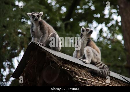 I lemuri stanno arrampicando nell'Apenheul in Apeldoorn fra ospiti Foto Stock