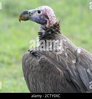 Una falda di fronte-avvoltoio o avvoltoio Nubiano (Torgos tracheliotos) sulla terra vicino i resti della carcassa di un animale. Parco Nazionale del Serengeti, Tanzania. Foto Stock