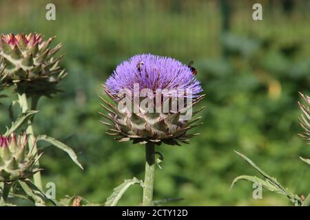 Fiore viola della pianta del cardo in una foresta Foto Stock