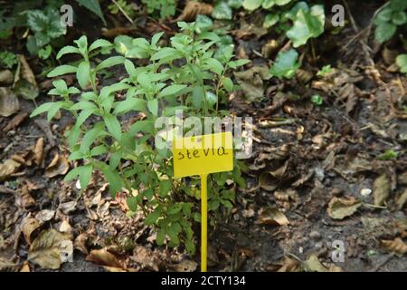 Foglie di stevia verde su una pianta in un giardino di cucina A Nieuwerkerk aan den IJssel nei Paesi Bassi Foto Stock