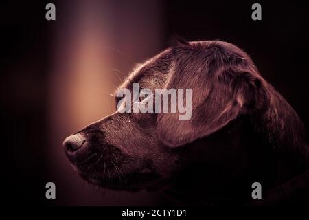 Paziente Labrador cioccolato retriever cane guardando verso sinistra Foto Stock