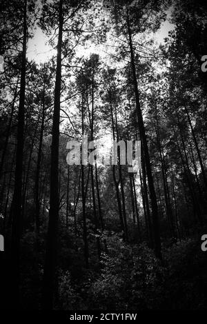 Una sobra immagine in bianco e nero di pini in giovane età forrest Foto Stock