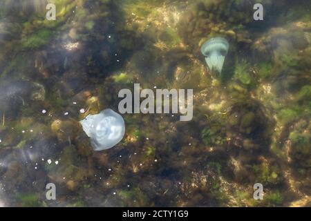 Grande gruppo di meduse galleggianti nelle alghe vicino al riva del mare Foto Stock