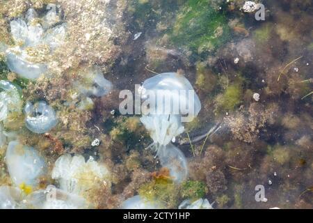 Grande gruppo di meduse galleggianti nelle alghe vicino al riva del mare Foto Stock