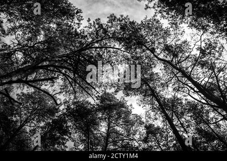 Una sobra immagine in bianco e nero di pini in giovane età forrest Foto Stock