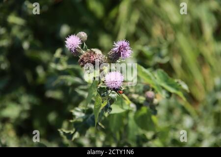 Fiore viola della pianta del cardo in una foresta Foto Stock