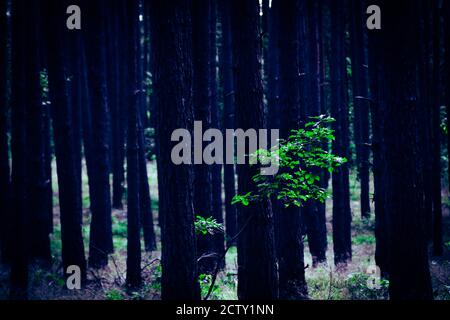 L'albero di quercia giovane solitario si perde nella foresta di pini, albero verde con molti tronchi di alberi sullo sfondo Foto Stock