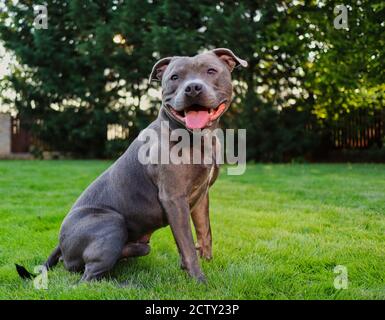 English Staffordshire Bull Terrier siede nel Giardino con Smile sulla sua faccia. Happy Blue Staffy in posa sul prato. Foto Stock