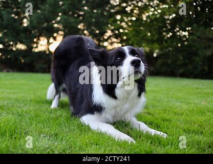 Carino Border Collie treni come Bow in the Garden. Adorabile cane bianco e nero si inchina. Foto Stock