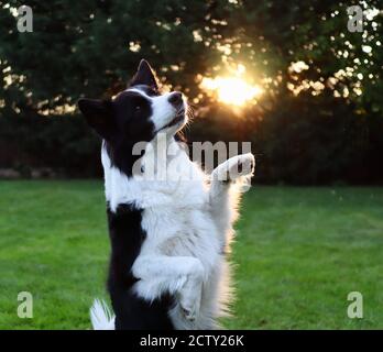 Primo piano dell'adorabile Border Collie Training Meerkat Trick con Paw Up in Giardino. Cane bianco e nero durante l'addestramento di obbedienza con la luce solare. Foto Stock