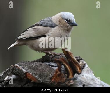 Un tessitore sociale grigio (Pseudonigrita arnaudi) Parco Nazionale Serengeti, Tanzania. Foto Stock