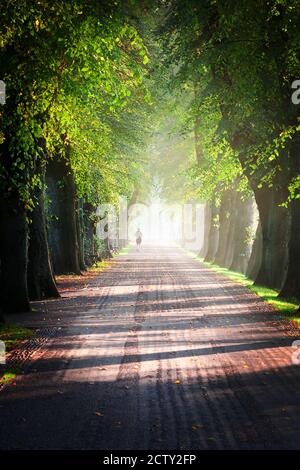 Baldacchino di alberi in un bellissimo parco. Foto Stock