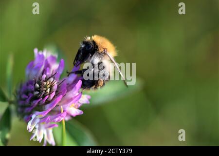 Il bumblebee di campo succhia il nettare da un fiore rosso del trifoglio Foto Stock