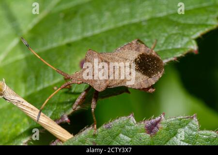 Dock Bug o Squash Bug - Coreus marginatus, sulla foglia di bramble Foto Stock