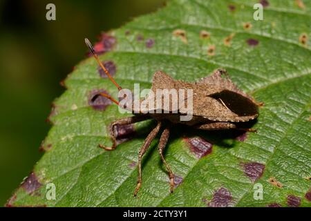 Dock Bug o Squash Bug - Coreus marginatus, sulla foglia di bramble Foto Stock