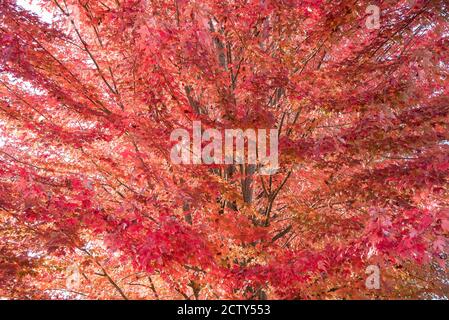 Particolare di un bel grande acero in autunno Foto Stock