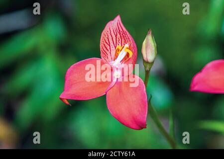 Raro fiore di Disa, Città del Capo, Sud Africa Foto Stock