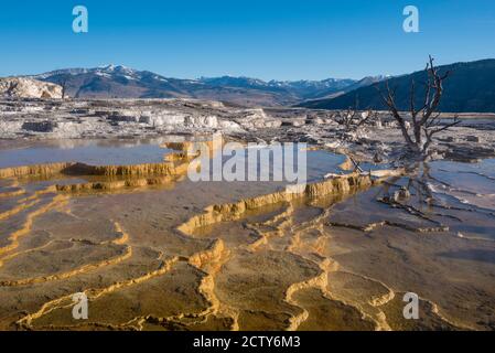 Grassy Spring presso Upper Mammoth Terraces, Yellowstone National Park, Wyoming, USA. Foto Stock