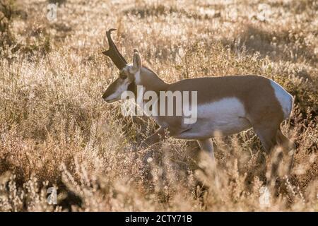 Pronghorn buck; Yellowstone National Park, Montana, Stati Uniti. Foto Stock