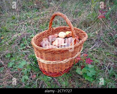 Cesto di vimini con funghi della foresta appena raccolti sul primo piano dell'erba. Foto Stock