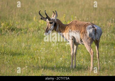 Punghorn buck con cappotto invernale parzialmente shed; Yellowstone National Park, Wyoming. Foto Stock