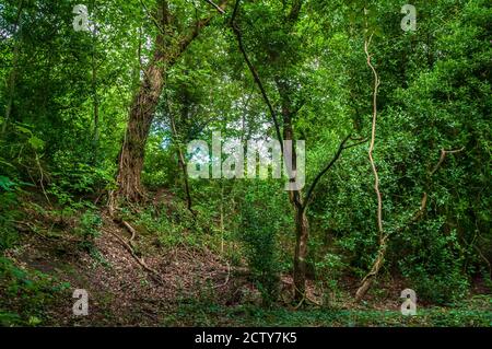 Punto ombreggiato sotto gli alberi in alta estate in denso e. antico bosco Foto Stock