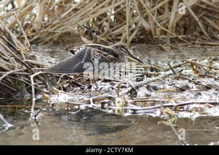 Jack snipe (Lymnocryptes minimus) Foto Stock