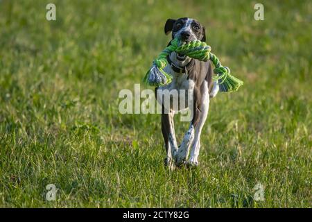 Piccolo spot Greyhound giocando sul Green Grass Playground Foto Stock