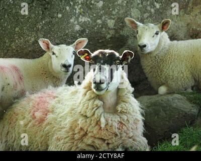 startled backlit ewe sheep with her 2 two lambs beside large grey stone boulder with lichen in Cumbria, England, UK Foto Stock