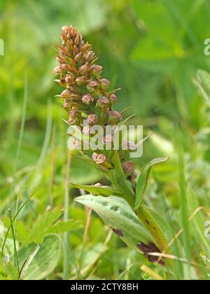 Fiori verdi tinged con rosa su flowerspike di Orchidea rana (Coeloglossum viride) sul versante erboso della strada a Cumbria, Inghilterra, Regno Unito Foto Stock