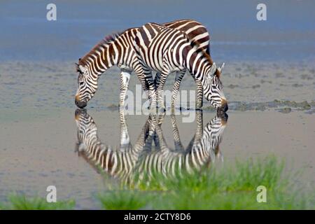 Due zebre (Equus burchelli chapmani) che bevono acqua da un lago, Area di conservazione di Ngorongoro, Regione di Arusha, Tanzania, Africa Foto Stock