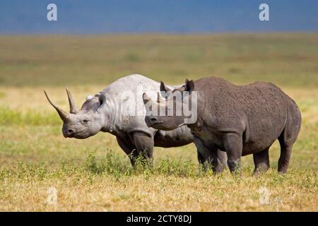 Profilo laterale di due rinoceronti neri in un campo, Cratere di Ngorongoro, Area di conservazione di Ngorongoro, Tanzania (Diceros bicornis) Foto Stock