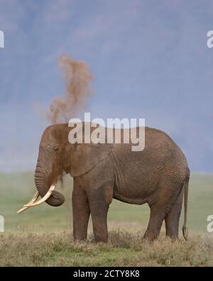 Profilo laterale di un elefante africano in piedi in un campo, Cratere di Ngorongoro, Regione di Arusha, Tanzania (Loxodonta africana) Foto Stock