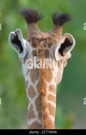 Primo piano di una giraffa Masai, Lago Manyara, Regione Arusha, Tanzania (Giraffa camelopardalis tippelskirchi) Foto Stock