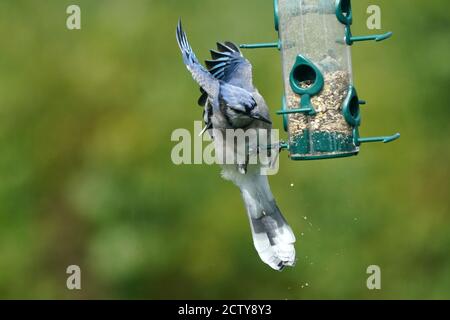 Blue Jays che combatte sul cibo all'alimentatore Foto Stock