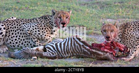 Ritratto di due ghepardi che mangiano una zebra, Area di conservazione di Ngorongoro, Regione di Arusha, Tanzania (Achinonyx jubatus) Foto Stock