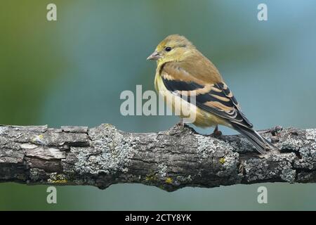Femmina Goldfinches sul persico in tarda estate Foto Stock