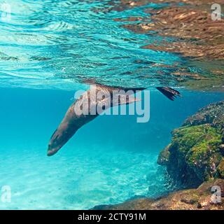 Galapagos leone di mare (Zalophus wollebaeki) nuotare sott'acqua, isole Galapagos, Ecuador Foto Stock