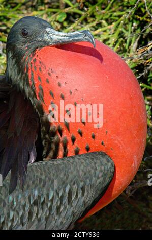 Primo piano di un magnifico Frigatebird (Fregata magnificens), isole Galapagos, Ecuador Foto Stock