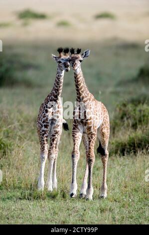 Masai giraffe (Giraffa camelopardalis tippelskirchi) in una foresta, il Masai Mara riserva nazionale, Kenya Foto Stock