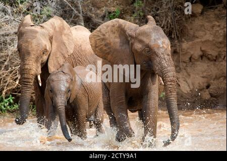 Elefanti africani (Loxodonta africana) che giocano con acqua, Samburu National Park, Rift Valley Province, Kenya Foto Stock