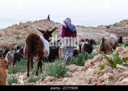 Primo piano foto di una ragazza snella in abito tradizionale e indossando il velo come porta il gregge di capra al pascolo attraverso terreni accidentati e rocciosi. La g Foto Stock