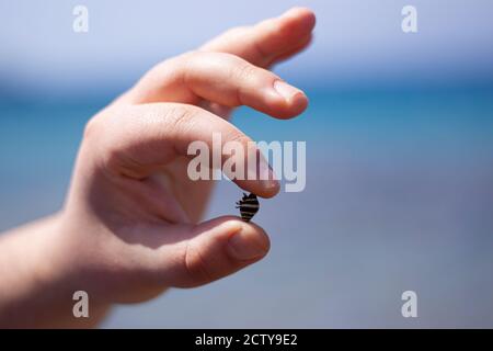 Un'immagine ravvicinata di una mano maschio isolata che tiene una conchiglia di lumaca di mare tra il pollice e le dita di indice. Il guscio è attualmente occupato da un eremita c Foto Stock